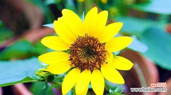 向阳自信的象征 以太阳花的寓意和花语