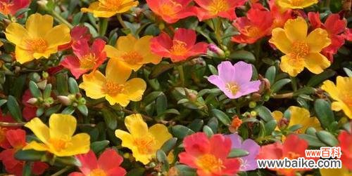 向阳自信的象征 以太阳花的寓意和花语