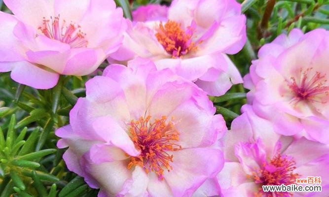 探究以太阳花的内涵和象征意义 以太阳花花语的象征意义