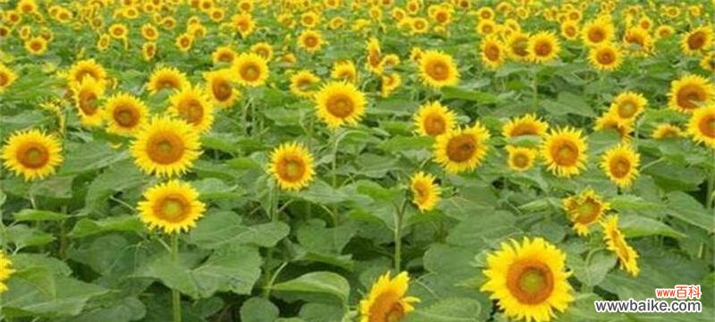 以太阳花 以太阳花花语的含义与传承