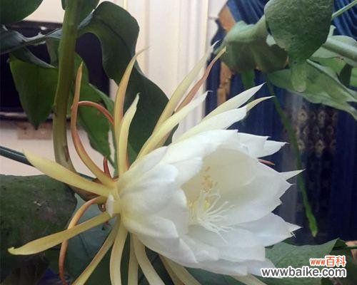 探寻昙花的神奇之处与象征意义 昙花之美——风水象征与寓意探析