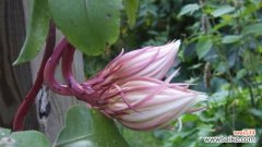 昙花绽放一瞬间 昙花的花语