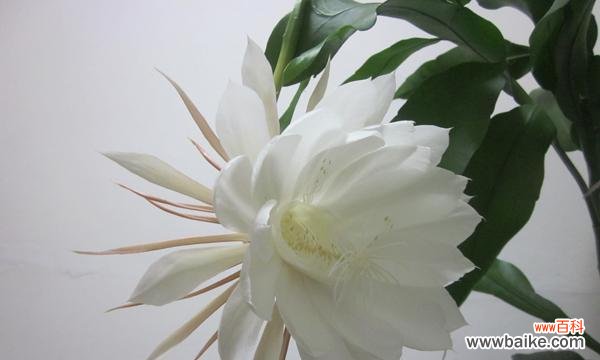 昙花绽放一瞬间 昙花的花语