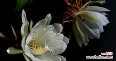 探寻昙花的神奇之处 昙花之美