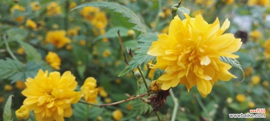 赋予生命的美丽 以棠棣花的象征意义——生命与希望的化身