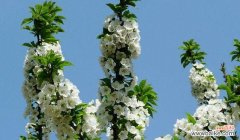 赋予生命的美丽 以棠棣花的象征意义——生命与希望的化身