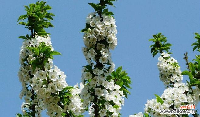 赋予生命的美丽 以棠棣花的象征意义——生命与希望的化身