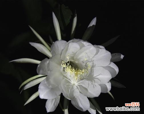 昙花花语与寓意