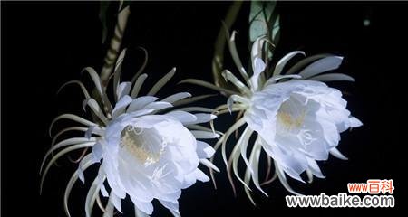 昙花之美感受生命的短暂与珍贵 昙花花语与生活的启示