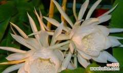 昙花之美感受生命的短暂与珍贵 昙花花语与生活的启示