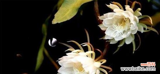 昙花的含义 昙花的花语与寓意——微弱的坚持