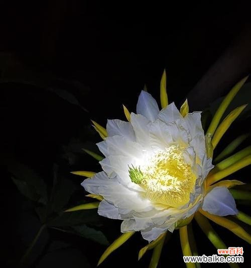 昙花的含义 昙花的花语与寓意——微弱的坚持