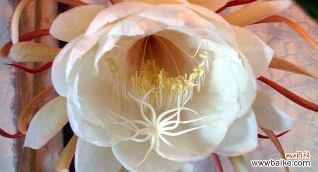 昙花的含义 昙花的花语与寓意——微弱的坚持