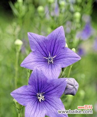 探寻花卉代表爱情的奥秘 以花为媒，诉说爱的情深