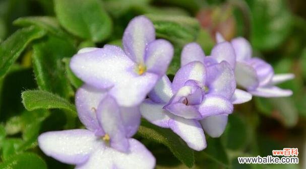 探寻花卉代表爱情的奥秘 以花为媒，诉说爱的情深