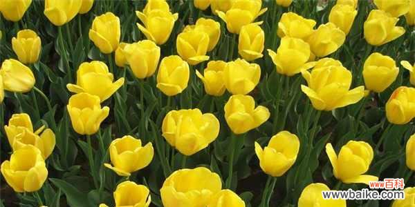 以魅力为主题的花朵 魅力花园——迷人的花朵与其独特魅力