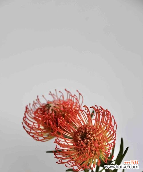 向日葵的灿烂笑容 自信之花