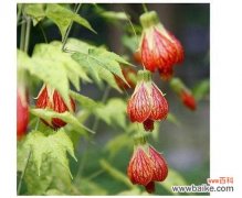 向日葵的灿烂笑容 自信之花