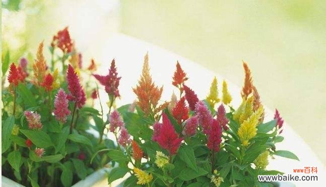 传递尊敬之花的美丽与意义 以百合花代表尊敬