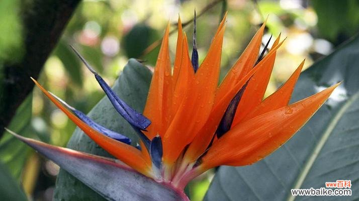 自由之风吹拂的花朵 以蒲公英代表自由