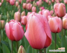 自由之风吹拂的花朵 以蒲公英代表自由