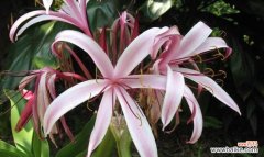 探索花朵的崇高象征和尊贵气质 花朵与尊贵