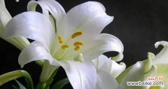 用爱之花述说心动时刻 爱的花语——以玫瑰花为主题的浪漫故事