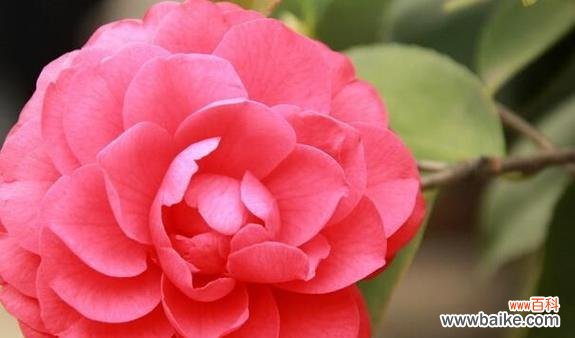 用爱之花述说心动时刻 爱的花语——以玫瑰花为主题的浪漫故事