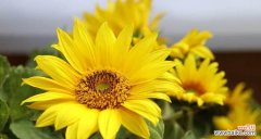 执念 红玫瑰的花语