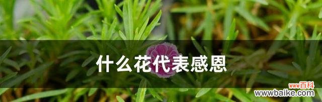 用一束花诉说爱意 爱情花语