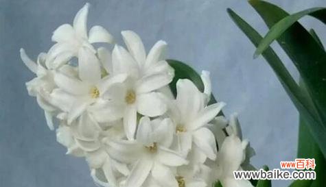 探寻石斛花的花语 暗恋的花语——石斛花