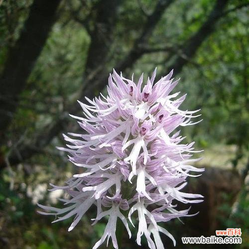 爱的花语——暗恋男生