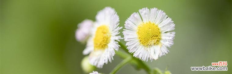 爱的花语——暗恋男生