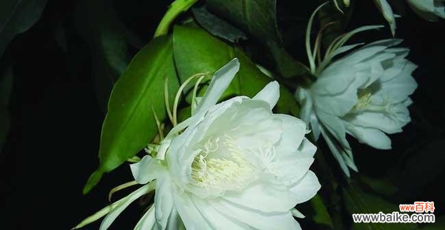 哀伤与慰藉 悲伤之花语——以风信子为主题