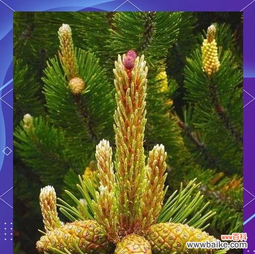 重生与希望的象征——松树开花 松树开花的寓意及意义