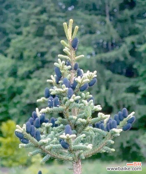 重生与希望的象征——松树开花 松树开花的寓意及意义