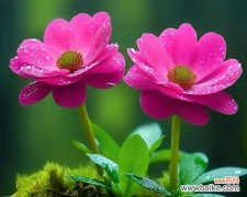 以百合花为象征的善良品质 善良之花