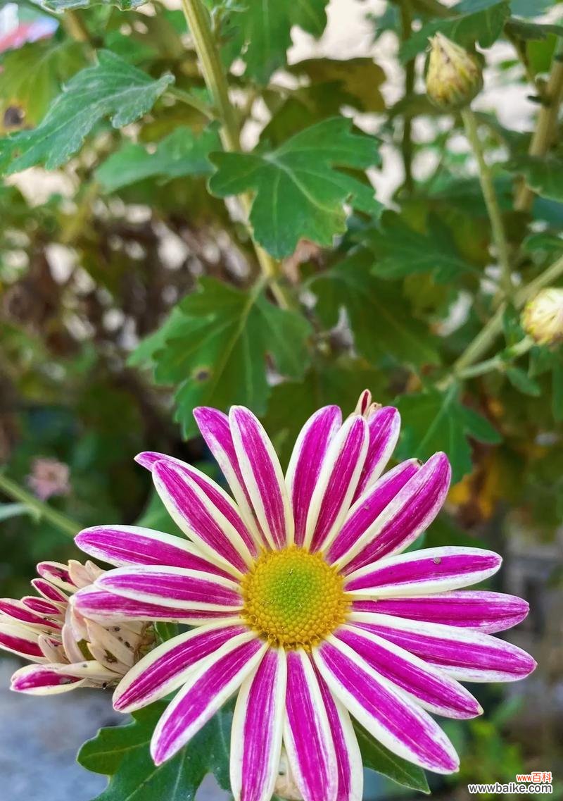 以百合花为象征的善良品质 善良之花