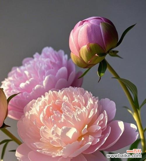 牡丹花的象征与寓意 牡丹花语