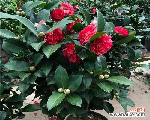 探寻红山茶花的象征意义与风水作用 红山茶花