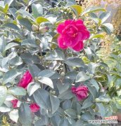 探寻红山茶花的象征意义与风水作用 红山茶花