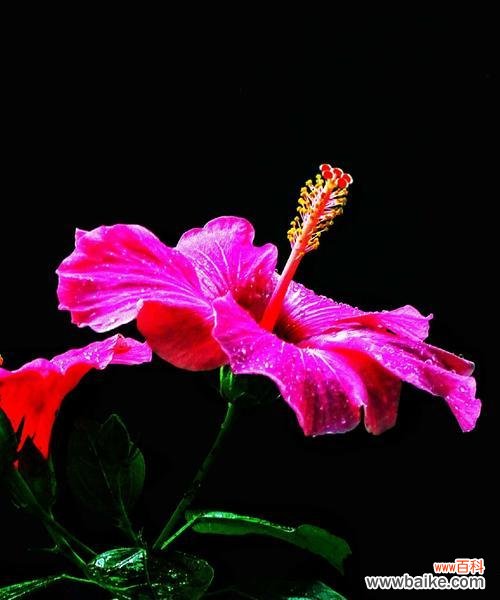 用美丽的绽放诠释生命的意义 扶桑花