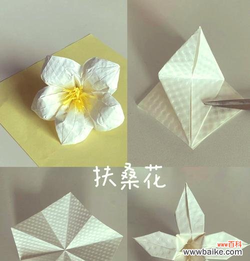 用美丽的绽放诠释生命的意义 扶桑花