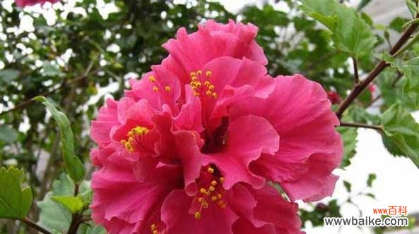 用美丽的绽放诠释生命的意义 扶桑花