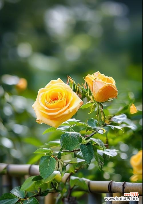 解读黄玫瑰所代表的花语，探索其象征的情感与意义 黄玫瑰的花语