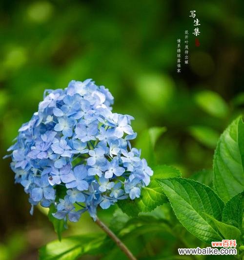 以不同颜色绣球花的花语为线索，探讨花朵与情感之间的微妙关系 绣球花花语揭示的情感与意义