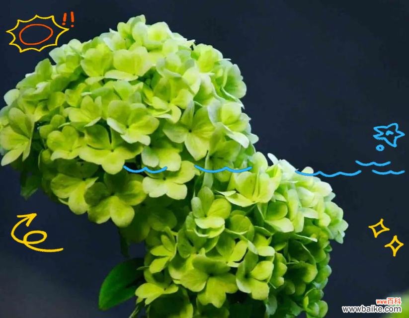 以不同颜色绣球花的花语为线索，探讨花朵与情感之间的微妙关系 绣球花花语揭示的情感与意义