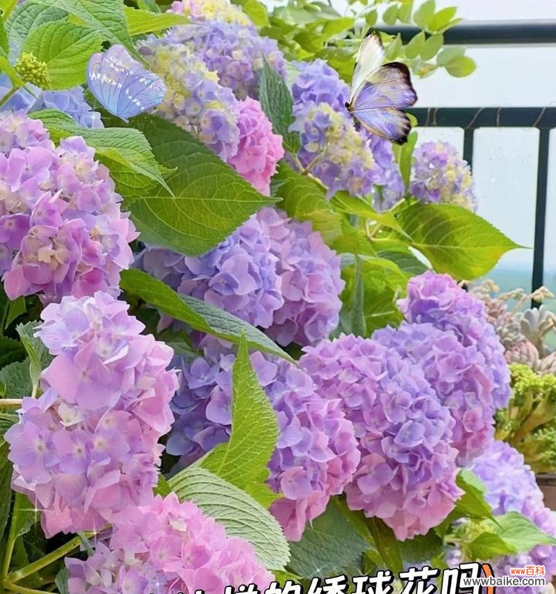 以不同颜色绣球花的花语为线索，探讨花朵与情感之间的微妙关系 绣球花花语揭示的情感与意义