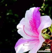 以杜鹃花代表的花语及其象征意义 杜鹃花