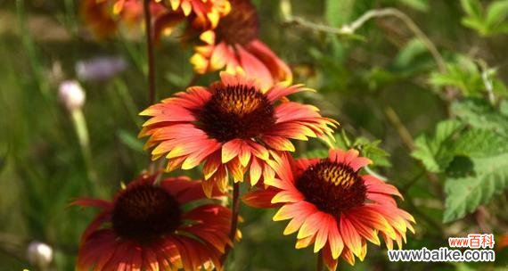 以花为媒 天人菊的花语与人生哲理